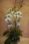 Orchid Phalaenopsis Gift Set - CODE 1102